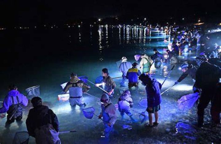 富山湾のホタルイカ身投げが見られる海岸のイメージ